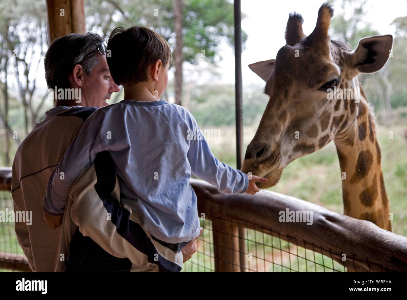 Langata Giraffe Center Nairobi Kenia Afrika Stockfoto