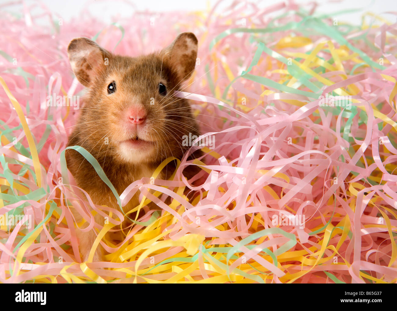 Hamster in pink und gelb Grass Stockfoto