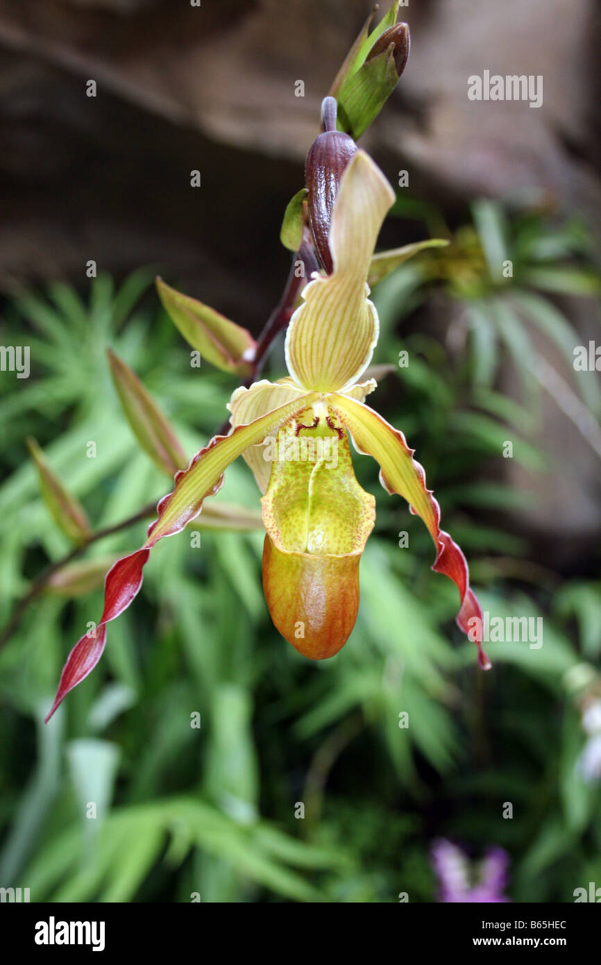 PHRAGMIPEDIUM. ZAUBERLEHRLING. ORCHIDEE. Stockfoto