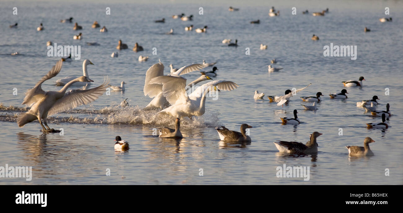 Singschwäne, die landen auf dem Wasser Stockfoto