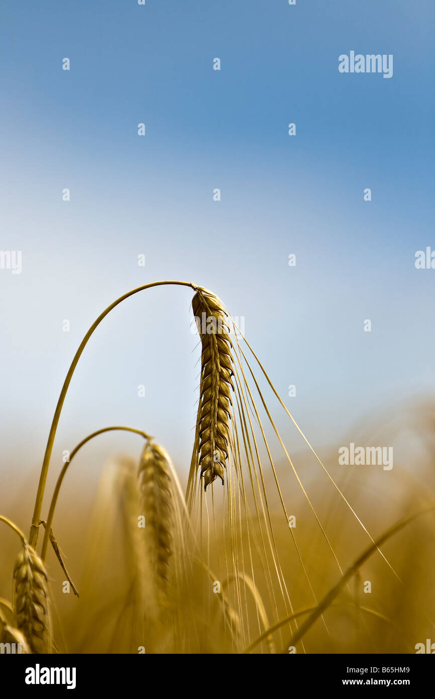 Reife Gerste Ohr Stockfoto