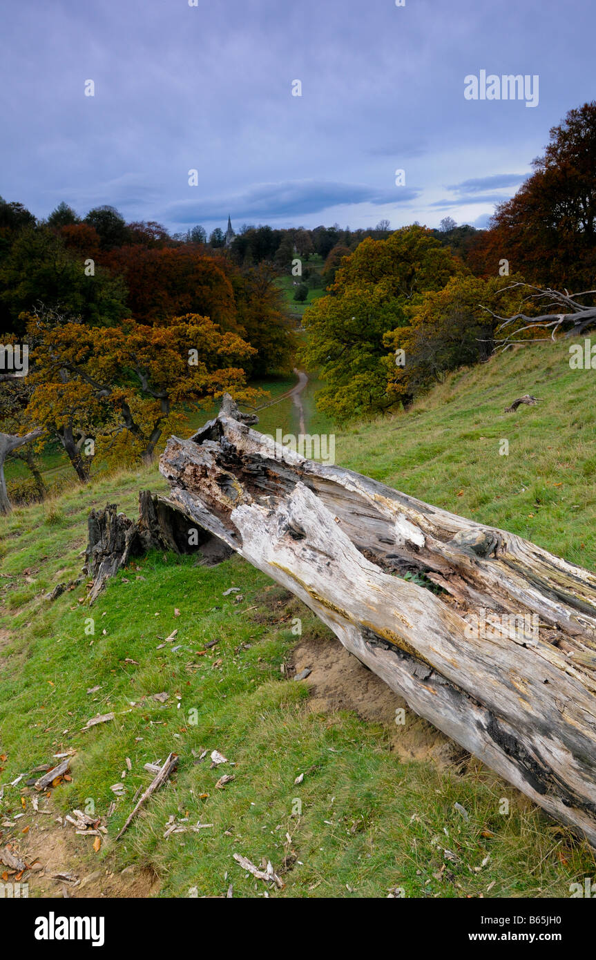 Herbst im Studley Royal Deer Park, North Yorkshire, UK Stockfoto