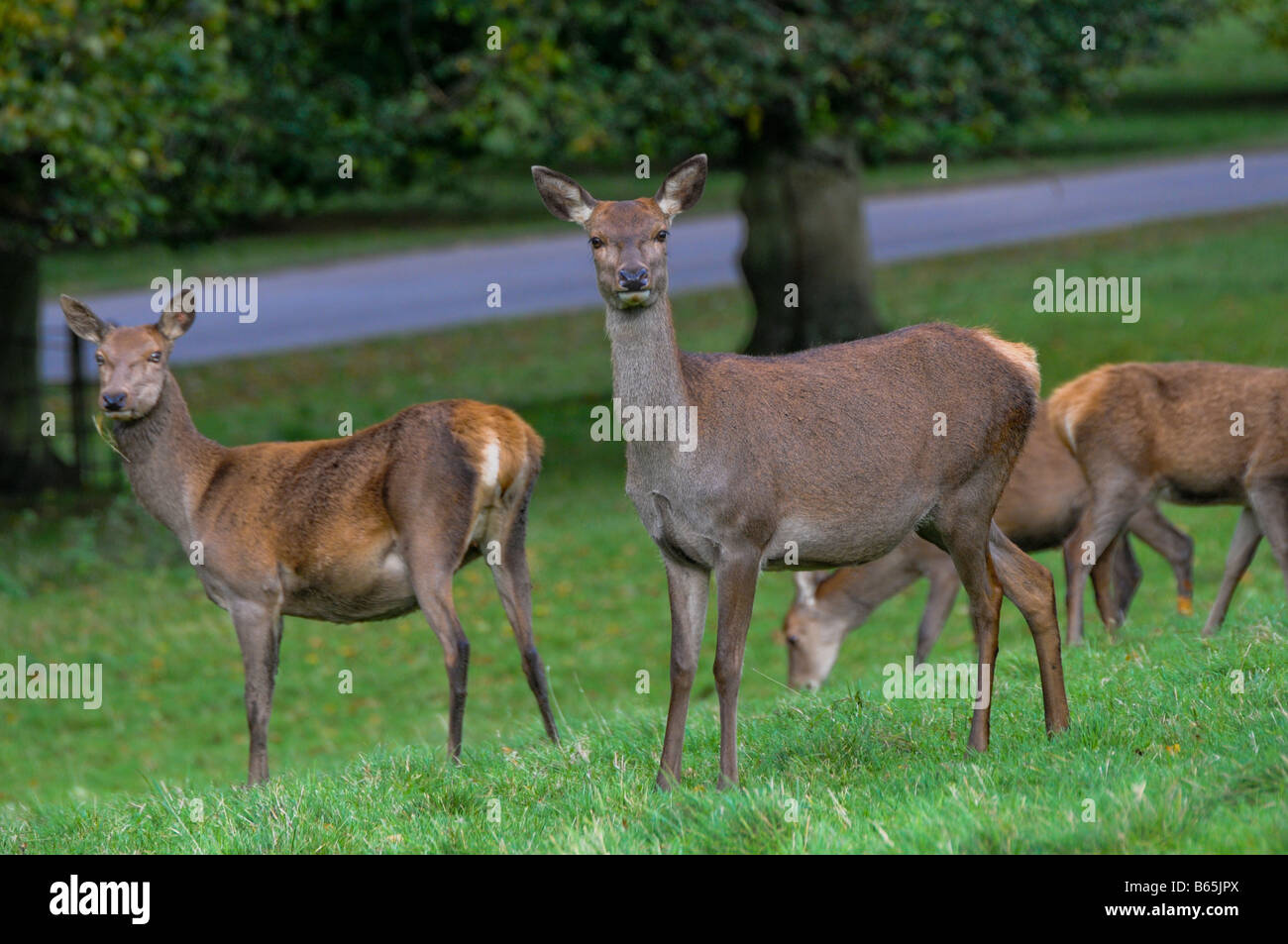 Einen Harem von Rotwild Hind im Studley Royal Park, North Yorkshire, UK Stockfoto