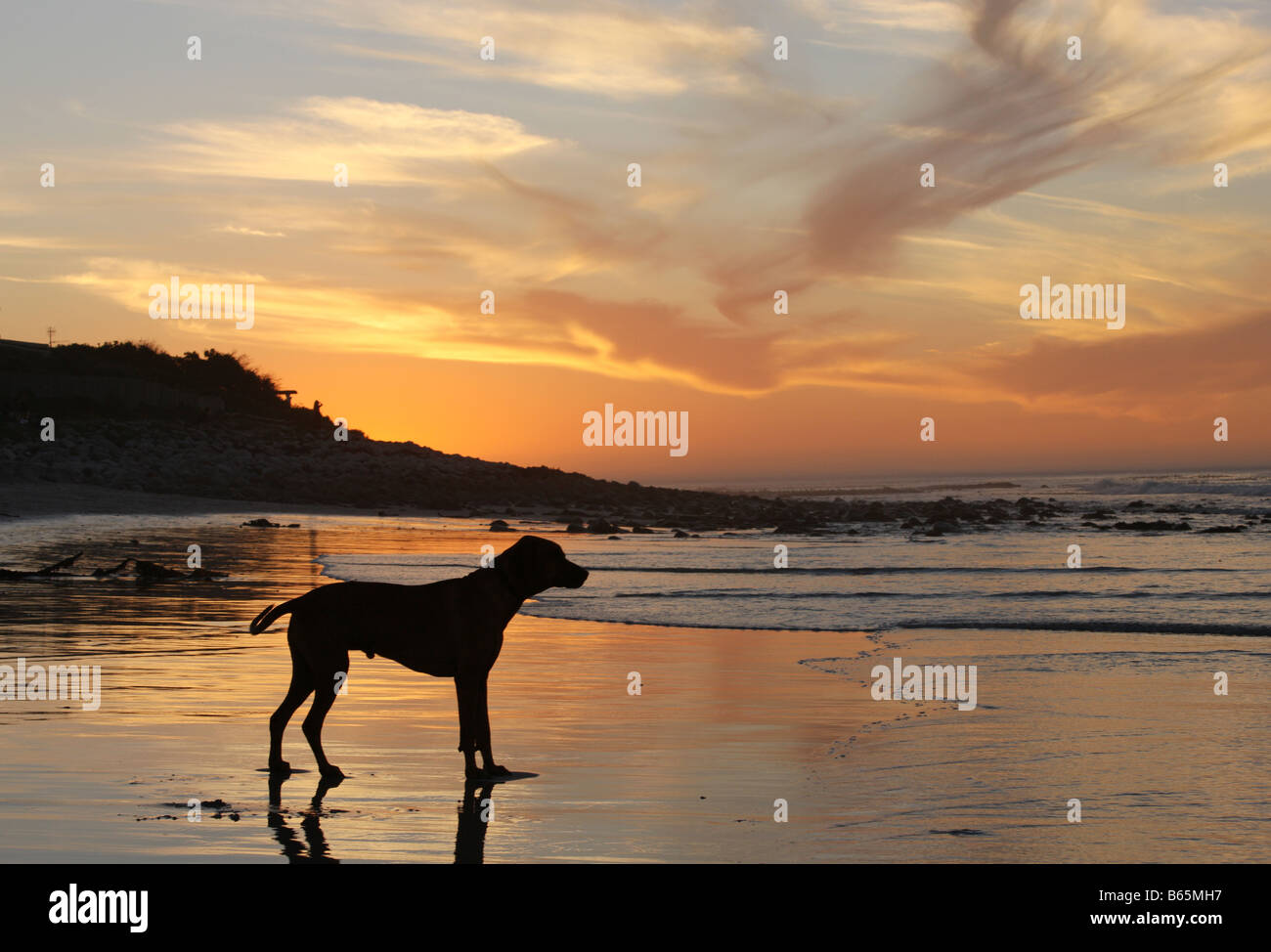 Silhouette des Hundes mit Sonnenuntergang Hintergrund, Cape Town, Südafrika Stockfoto