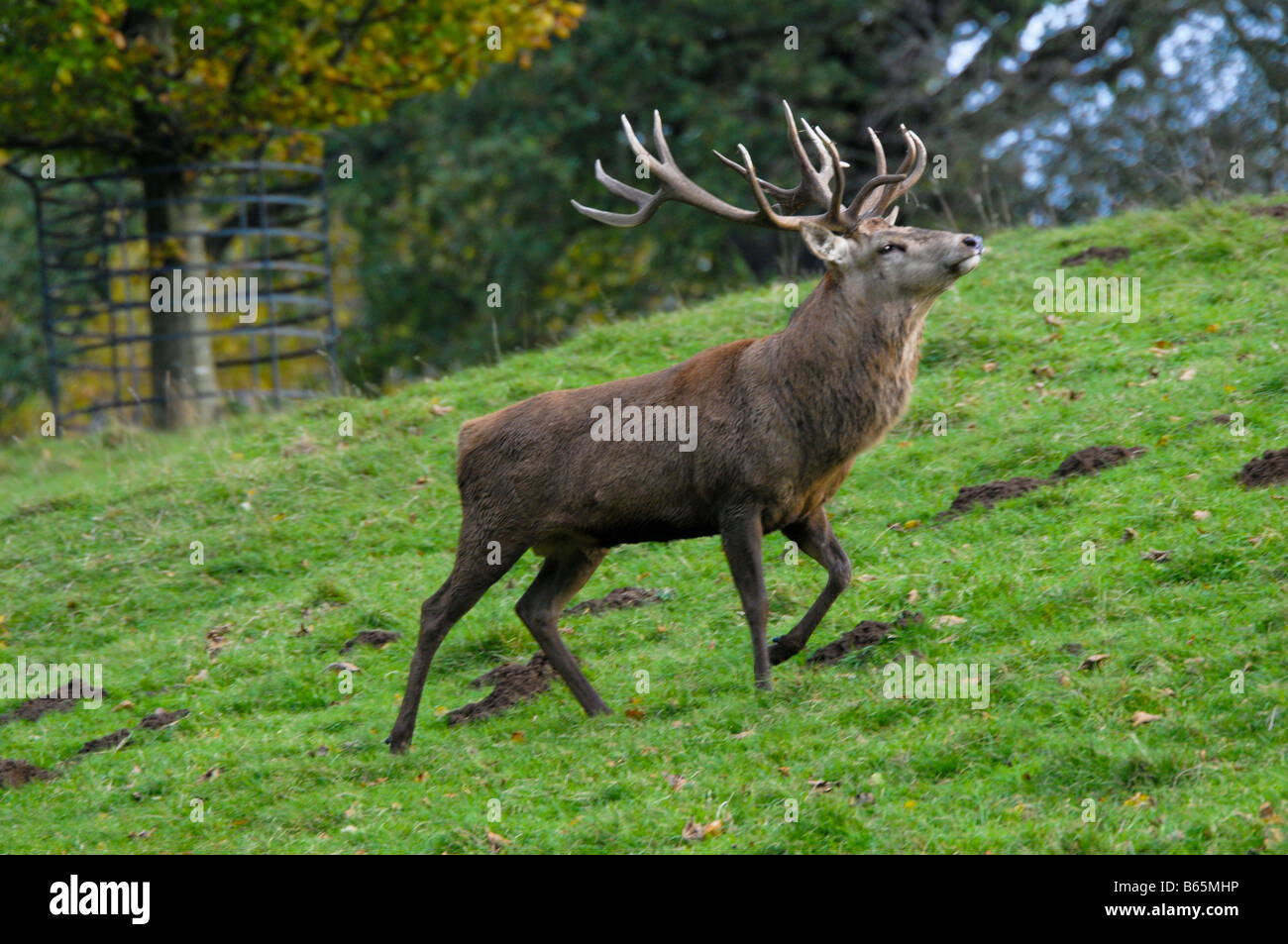 Ein Hirsch Rothirsch (Cervus Elaphus) rauscht während der jährlichen Brunft bei Studley Royal Deer Park North Yorkshire UK Stockfoto