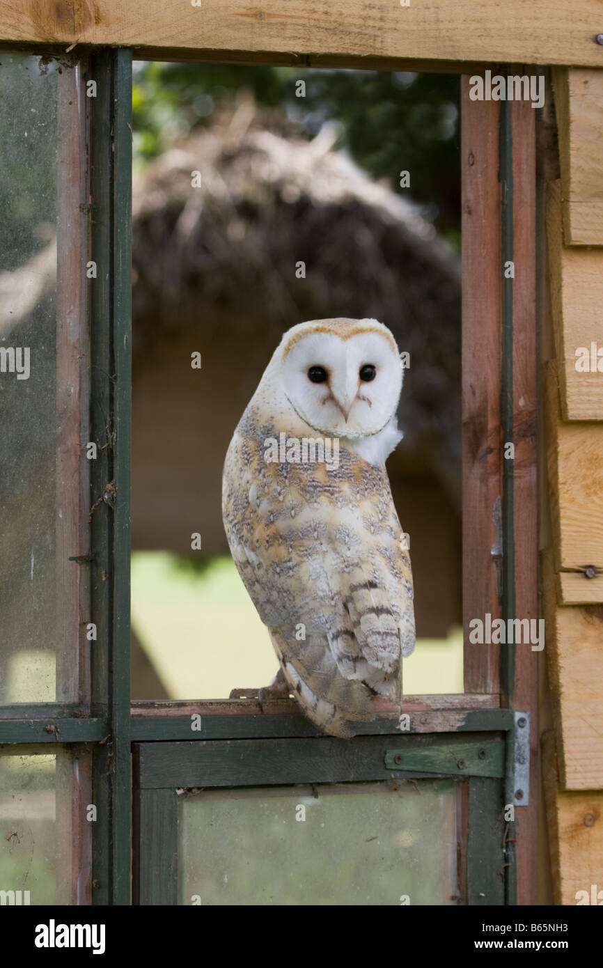 Schleiereule (Tyto Alba) Perching in einem Fensterrahmen Stockfoto