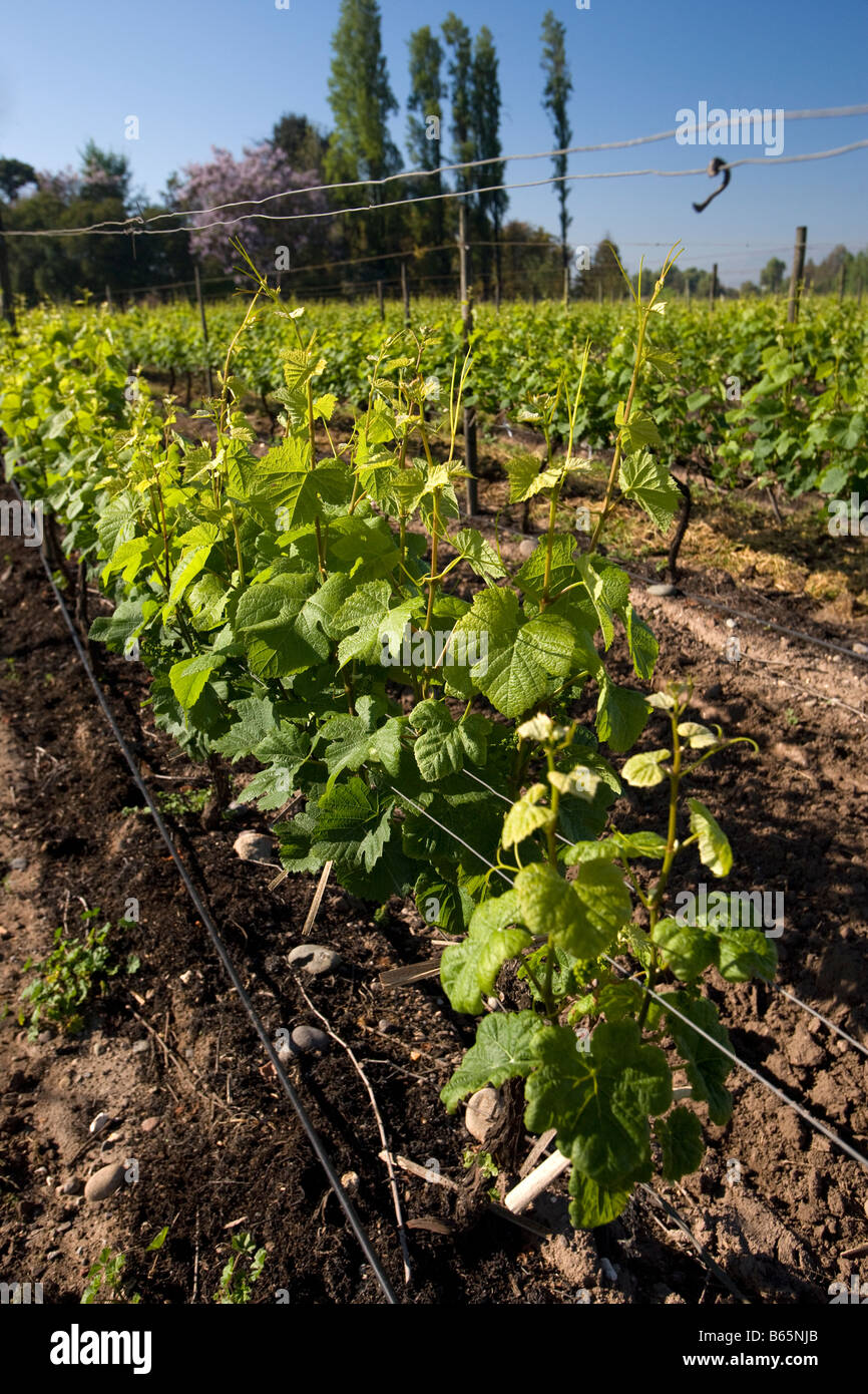 Weingut und Weinberg Francisco Undurraga Maipo Valley, Chile Stockfoto