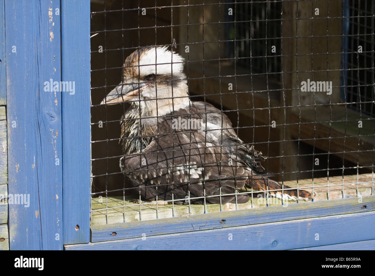 Laughing Kookaburra (Dacelo Novaeguineae) hinter Gittern Stockfoto