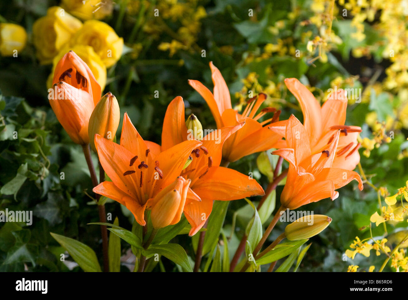 Orangenblütenwasser, grünes Blatt.  Ecuador. Horizontale. 71206 Ecuador Stockfoto