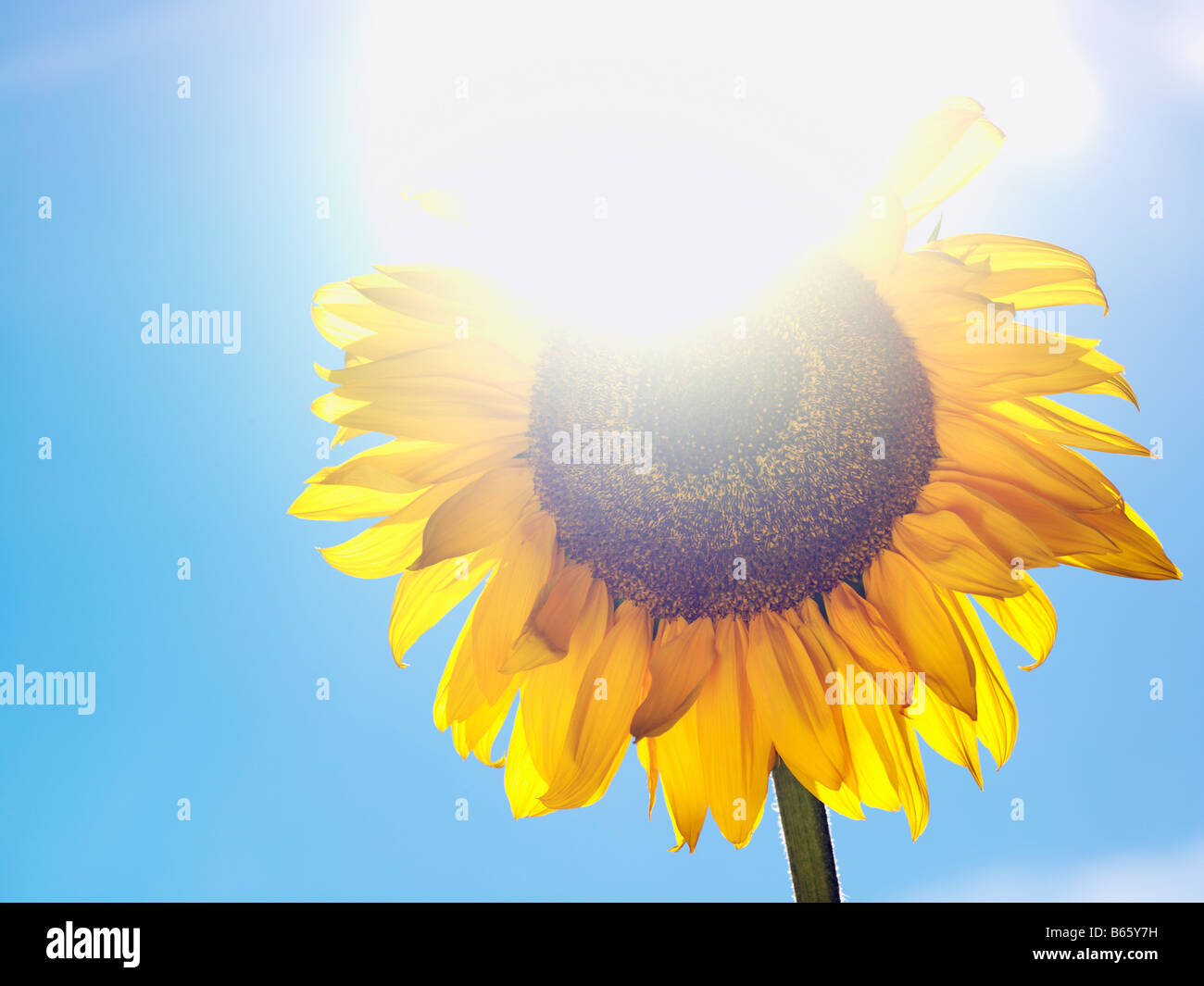 Sonnenblume überbelichtet von Sonne Stockfoto