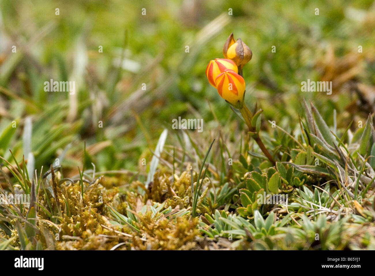 schöne kleine orange Blume verlässt.  Ecuador. Horizontale 72273 Ecuador Stockfoto