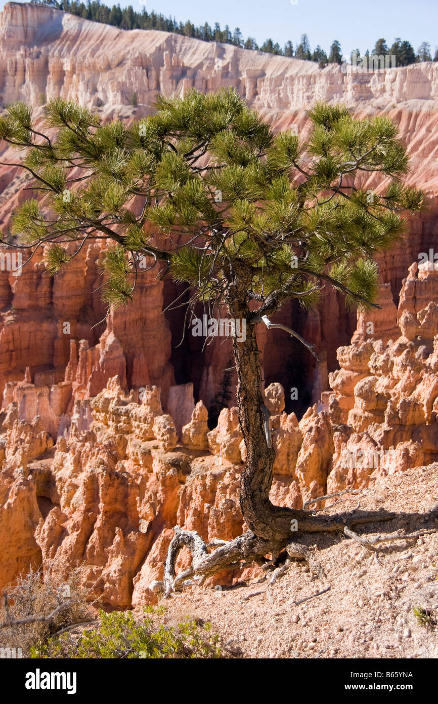 Baum Überleben an der Spitze Stockfoto