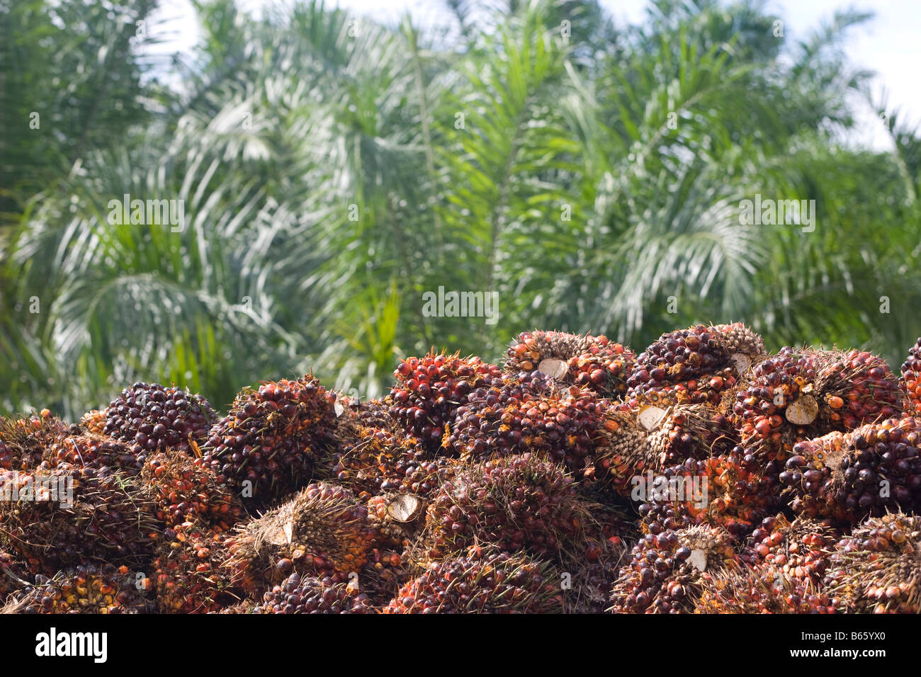 Palmöl-Früchte auf Palmöl-Plantagen, West New Britian Insel, Papua Neu Guinea Stockfoto