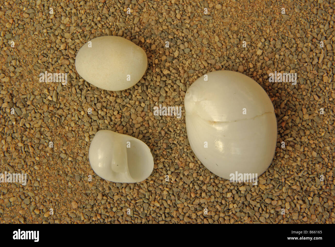 Polinices Tumidus, verschiedentlich genannt die birnenförmig Moon Shell, weiße Mond Muschel. Stockfoto