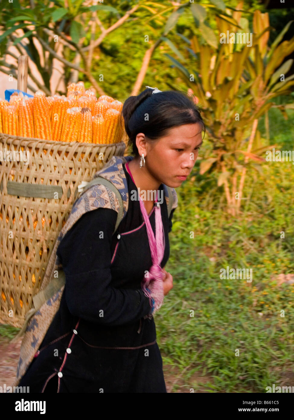 Lanten Bergvolk Mädchen tragen Mais zu Hause in Luang Nam Tha in Nordlaos Stockfoto