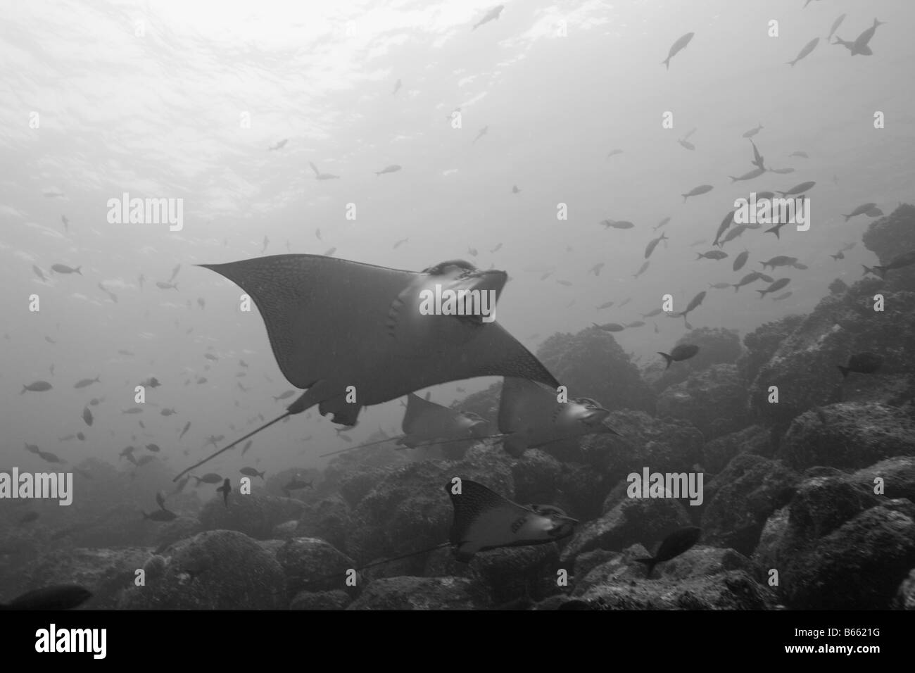 Ecuador Galapagos-Inseln Nationalpark Wolf Insel Unterwasser-Blick entdeckt Adlerrochen Aetobatus Narinari schwimmen Stockfoto