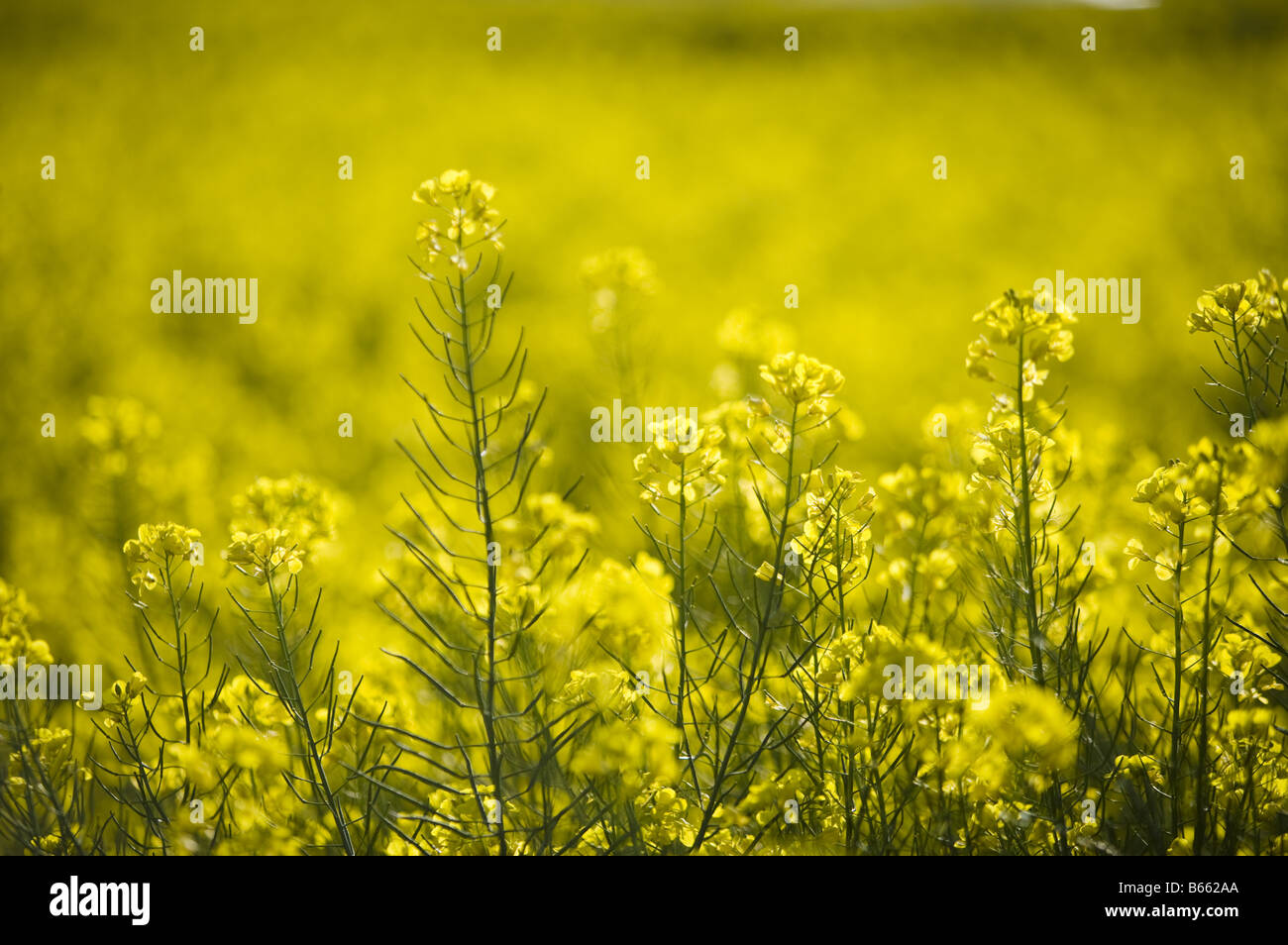 Gelbe Blumen in der Provinz Yunnan teilnehmen Stockfoto