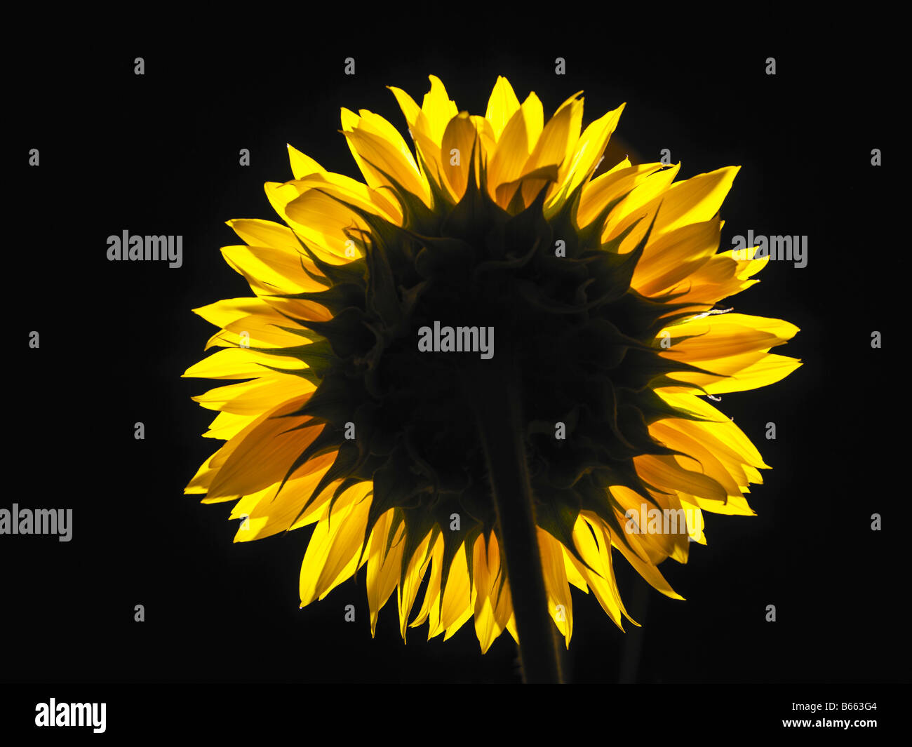 Sonnenblume Hintergrundbeleuchtung in einer Studioumgebung Stockfoto