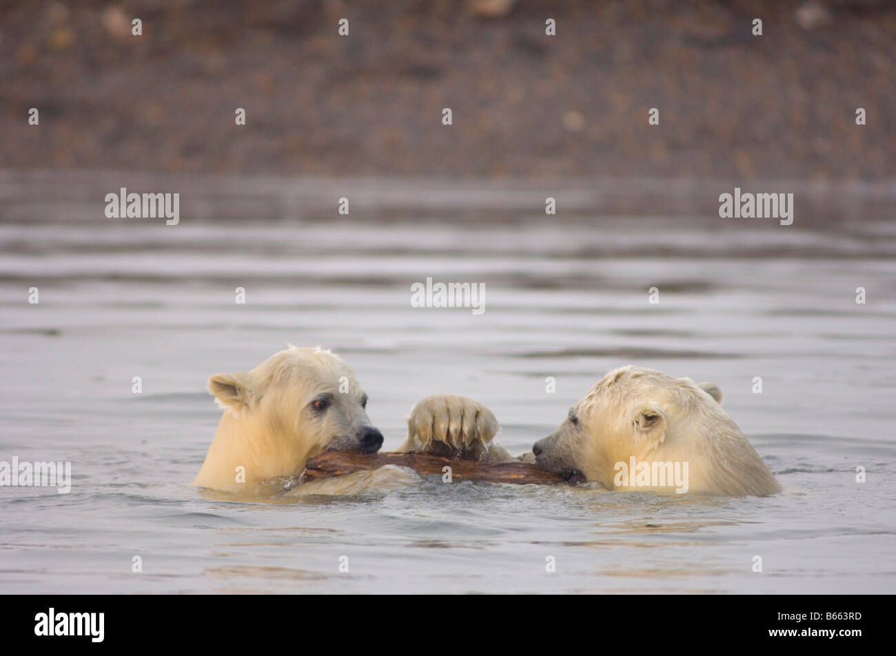 Eisbär, Ursus maritimus, Jungen spielen mit einem Stück Treibholz entlang Bernard Sandspit, Arctic National Wildlife Refuge, Beaufort Sea, Alaska Stockfoto