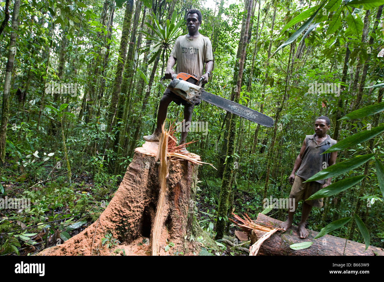 Logger schneiden Sie einen Baum in der Nähe von Morere, in der Turama Erweiterung Protokollierung Konzession, Gulf Provinz, Papua Neu Guinea Stockfoto