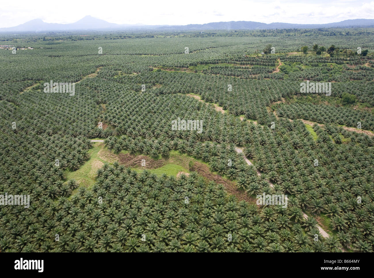 Neubritannien Ölpalme Limited palm Plantage, in der Nähe von Kimbe West New Britain Island, Papua Neu Guinea, Mittwoch 24. September 20 Stockfoto