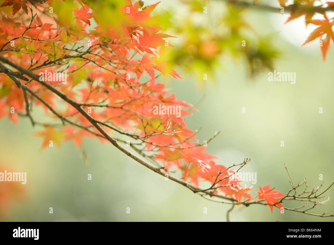 Rote Ahornblätter in Tokio Japan Stockfoto