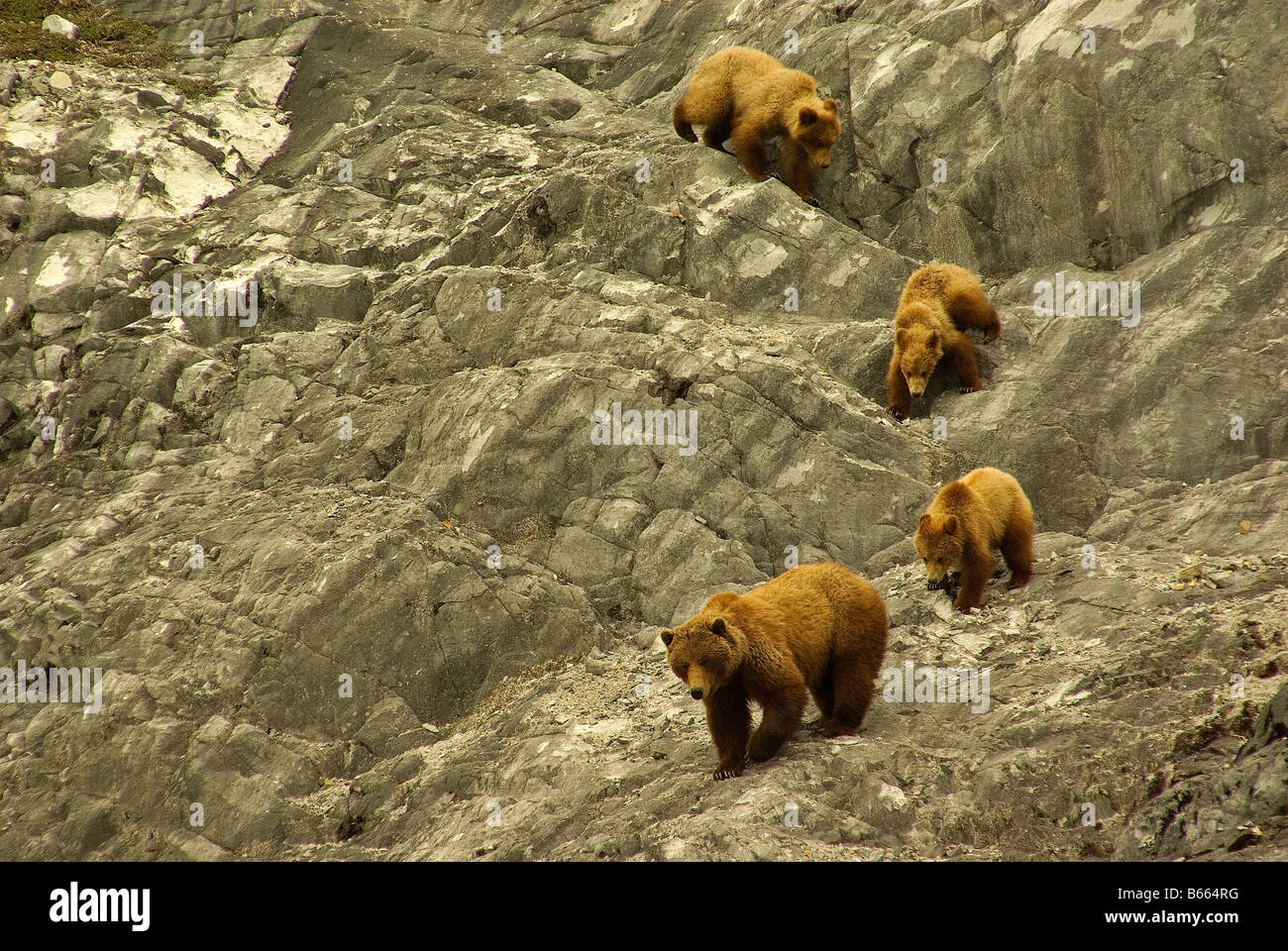 Braunbären, Glacier Bay Nationalpark, Alaska Stockfoto
