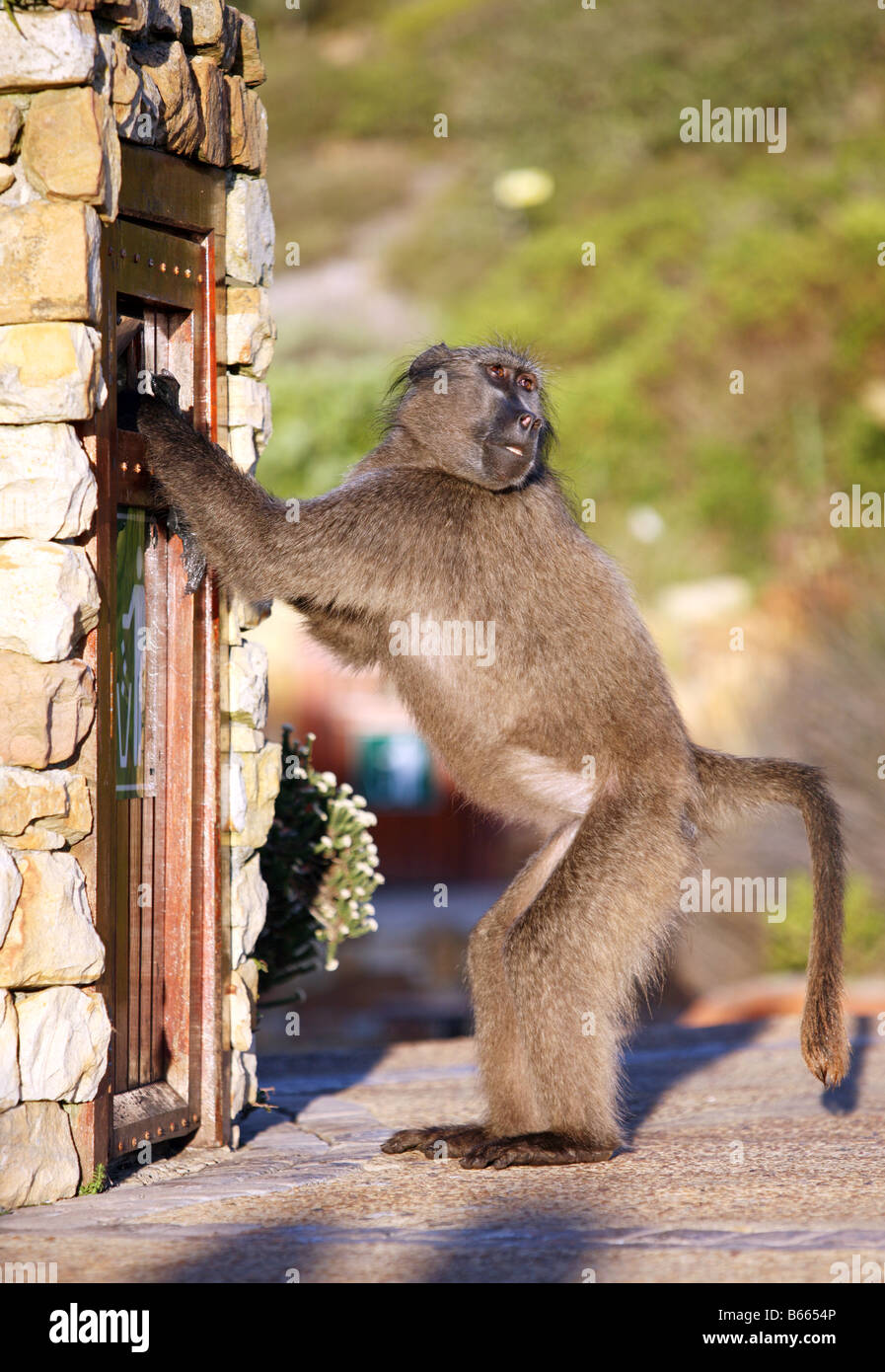 Affen Sie überfallen Mülleimer-Cape Town-Südafrika Stockfoto