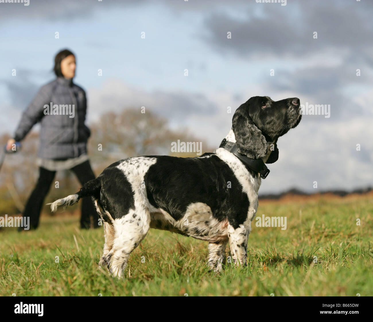 Spaziergang mit dem Hund Stockfoto