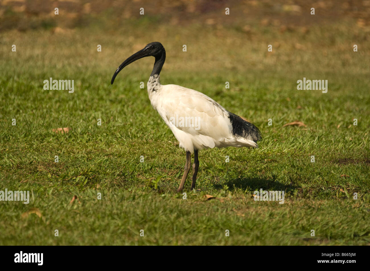 Australische White Ibis (Threskiornis Molukken) am Ufer des gelben Flusses Northern Territory Australien Stockfoto