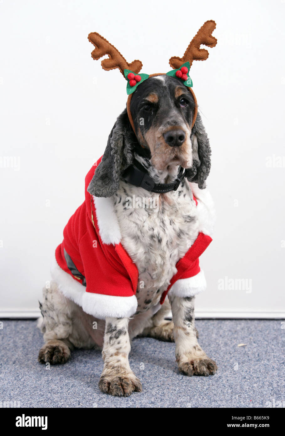 Hund im Weihnachtskostüm Stockfoto