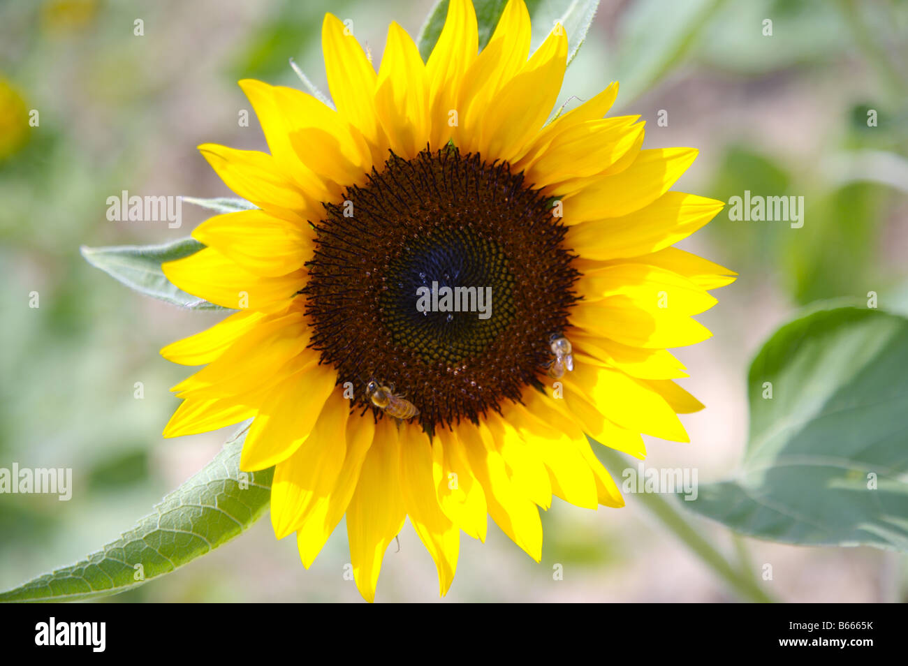 Nahaufnahme einer Sonnenblume in Hokkaido Japan Stockfoto