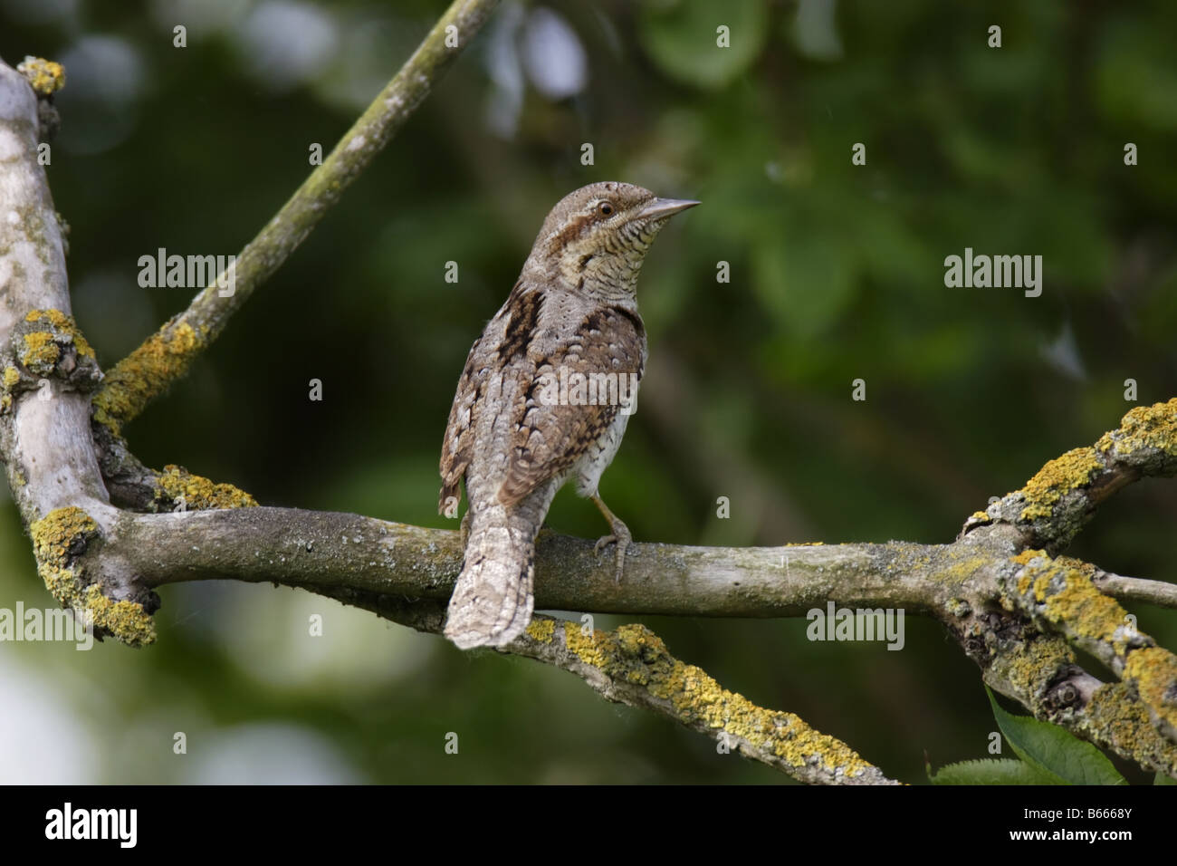 Wendehals Jynx Torquilla Wendehals Specht Stockfoto