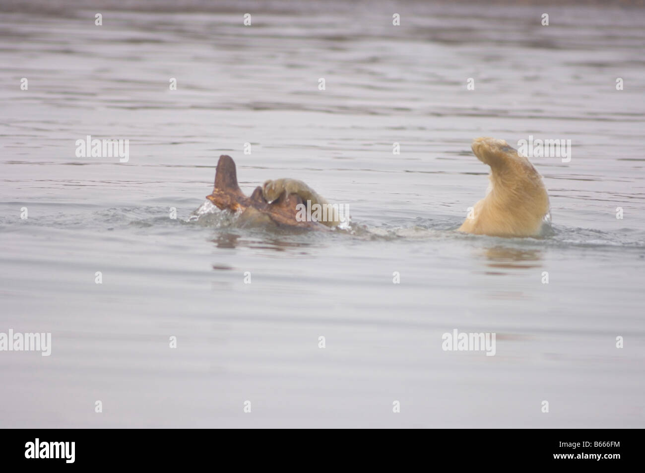 Eisbär, Ursus maritimus, Jungen spielen mit einem Stück Treibholz entlang Bernard Sandspit, Arctic National Wildlife Refuge, Beaufort Sea, Alaska Stockfoto