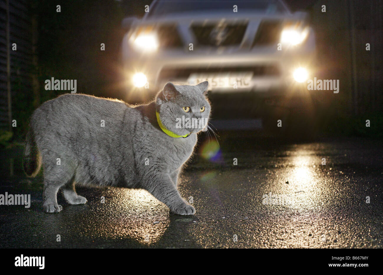 Katze in die Scheinwerfer eines Autos stecken Stockfoto