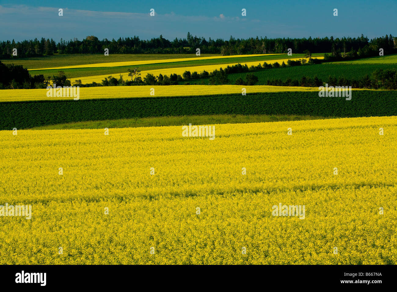 Raps Felder Darlington Prince Edward Island Kanada Stockfoto