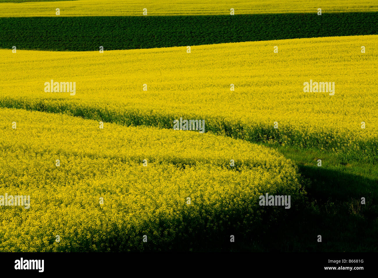 Raps Felder Darlington Prince Edward Island Kanada Stockfoto