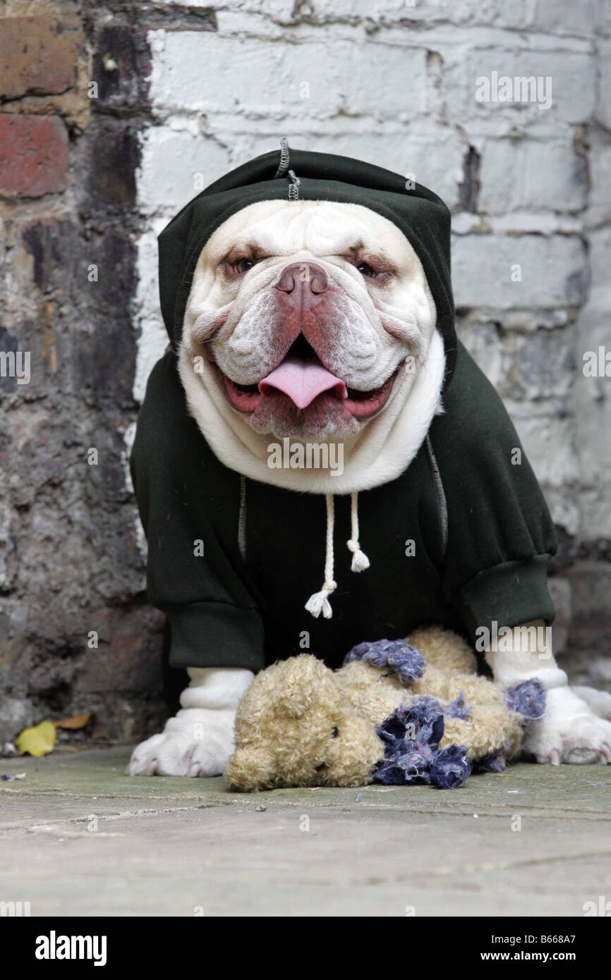 Bulldog tragen schwarz hoodie Stockfoto