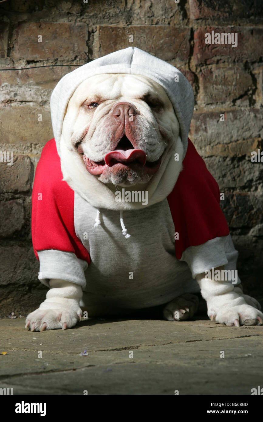 Bulldog tragen rote hoodie Stockfoto