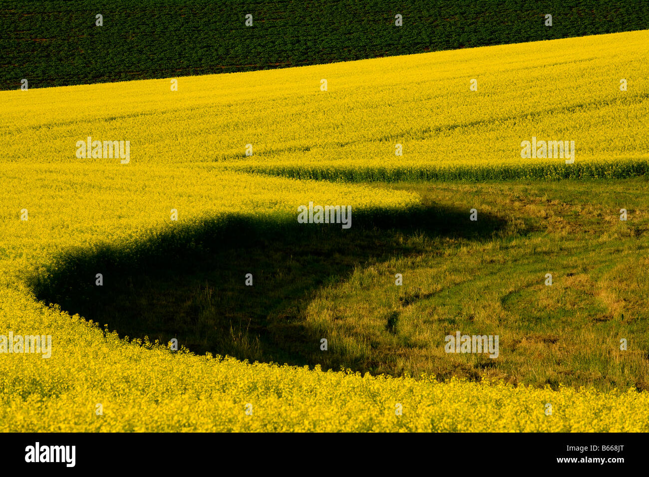 Raps Felder Darlington Prince Edward Island Kanada Stockfoto