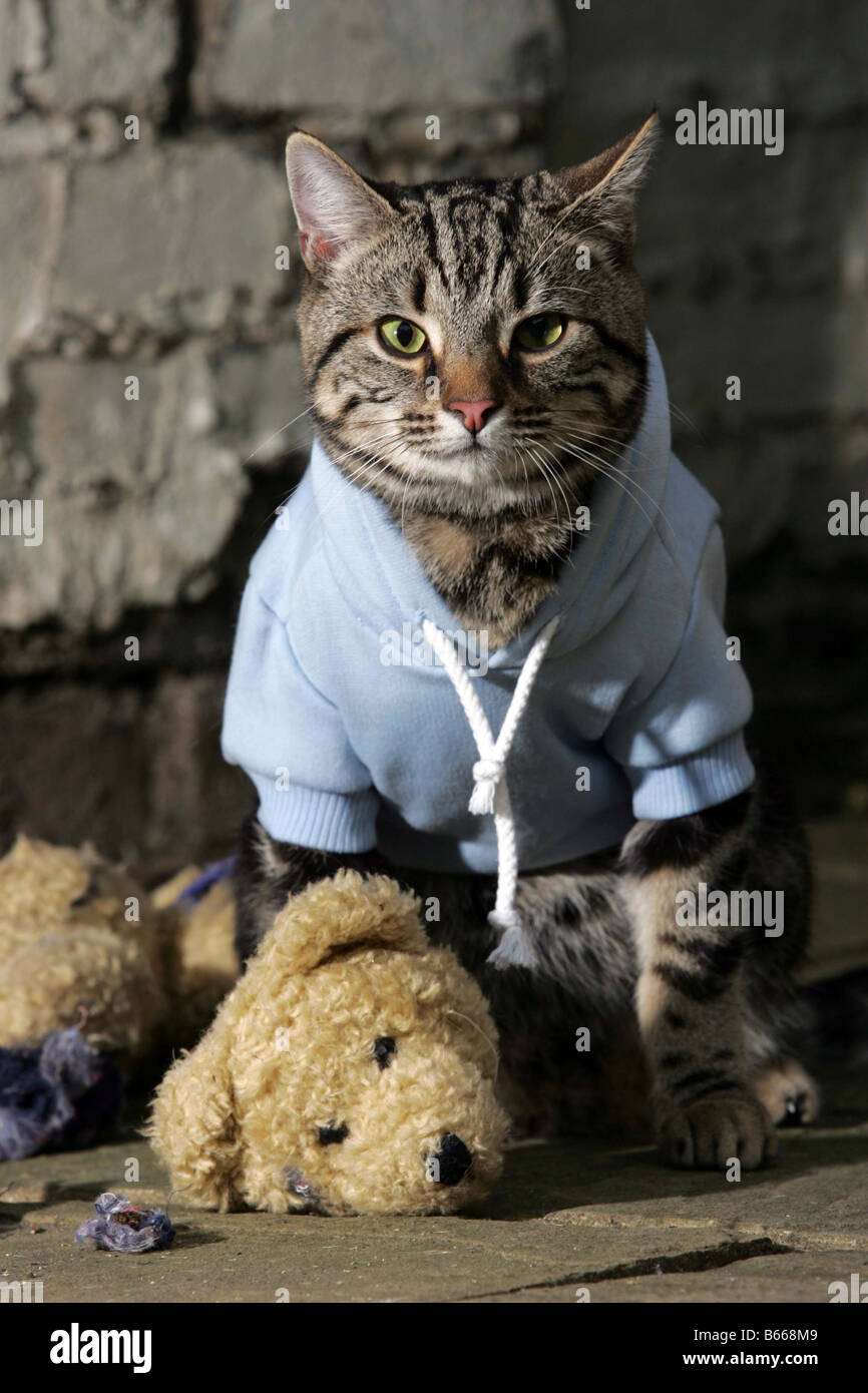 Katze tragen blaue hoodie Stockfoto