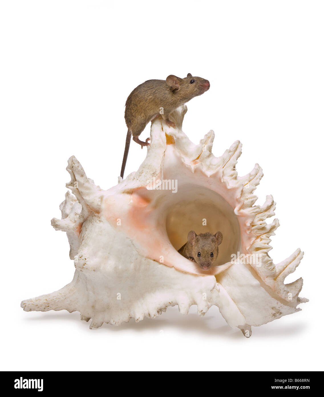 Zwei kleine Mäuse versteckt in einer großen Muschel Stockfoto