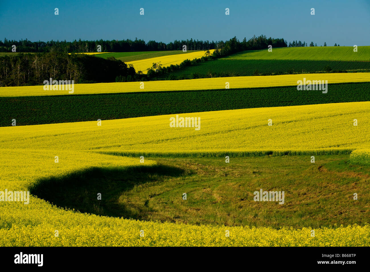 Raps Felder Darlington Prince Edward Island Kanada Stockfoto
