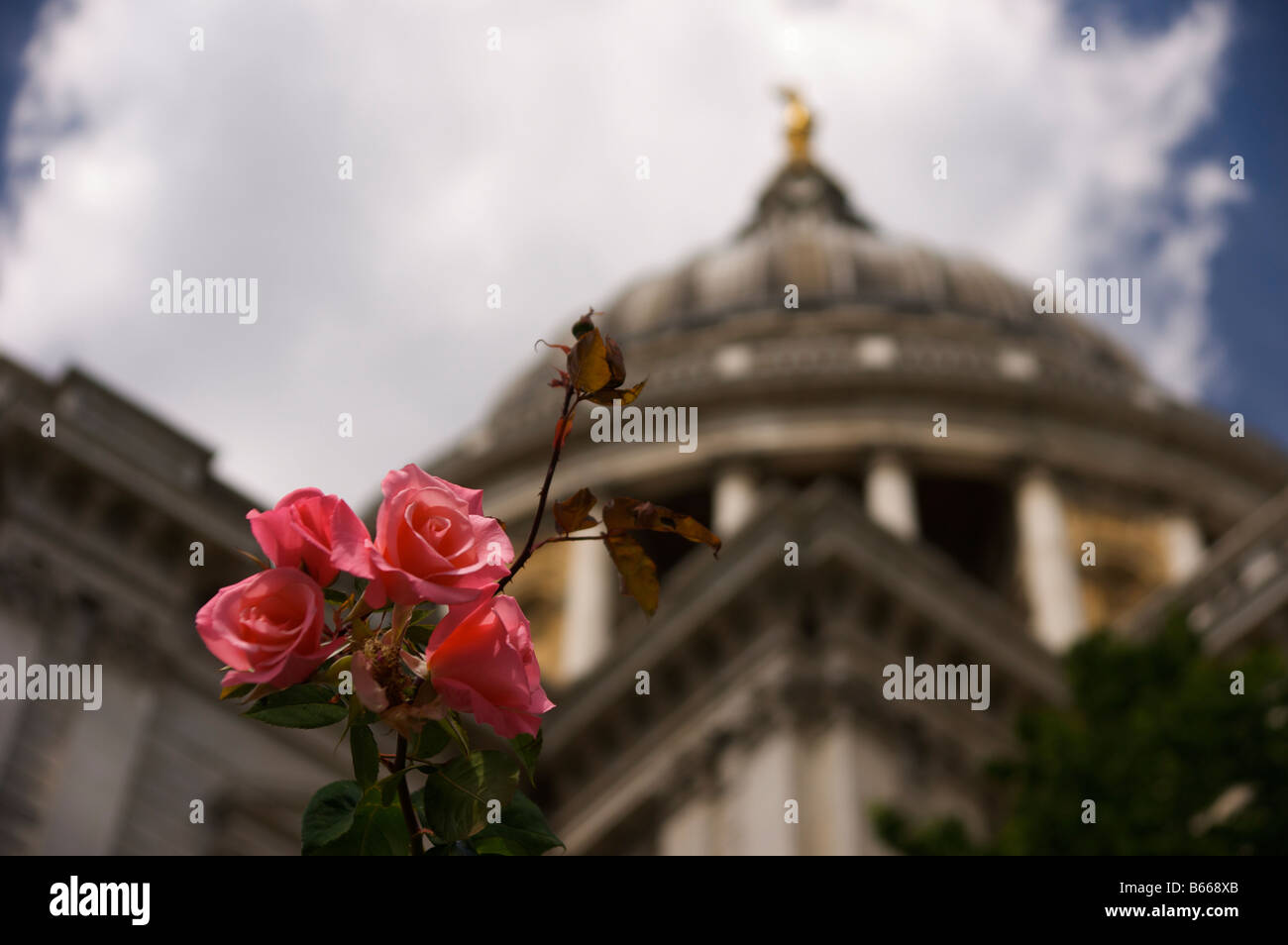 Englische Rose in der St Pauls Cathedral Stockfoto
