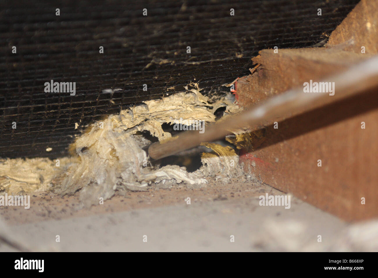 großen Wespen Nest gefunden im Dachboden mit einem Stock mitten im Winter zerstört wenn Wespen bewohnen die haben löscht sich Stockfoto
