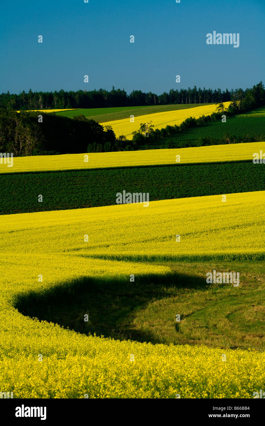 Raps Felder Darlington Prince Edward Island Kanada Stockfoto
