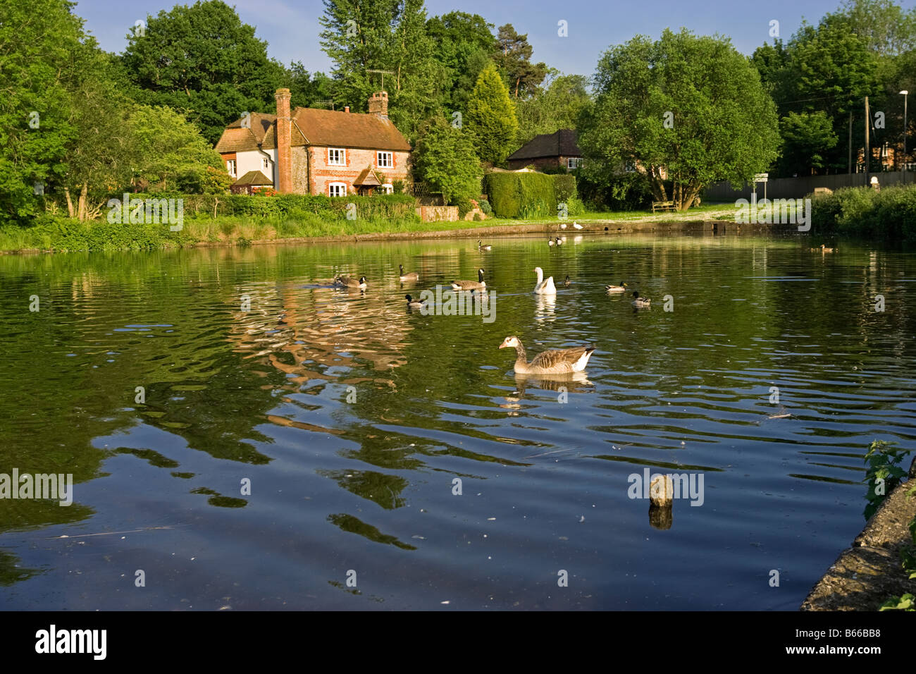 Surrey, Großbritannien - Cottage neben dem Ententeich in Shottermill, Haslemere, mit Enten und Gänsen Stockfoto