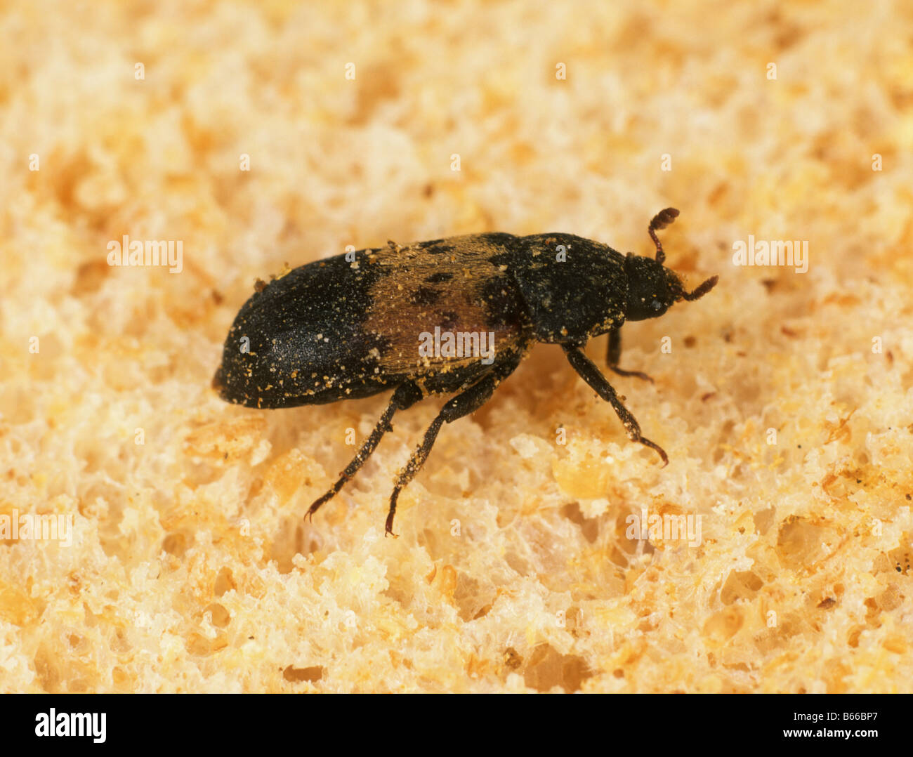 Speisekammer Käfer Dermestes Lardarius speichern Schädling auf Brot Stockfoto