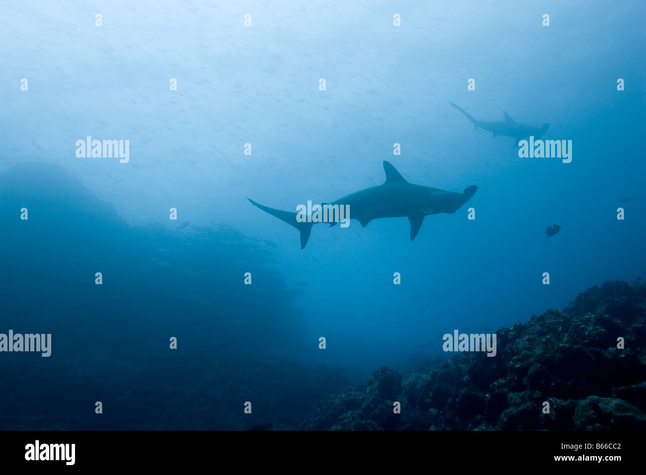Ecuador Galapagos-Inseln Darwin Insel Unterwasser-Blick von Hammerhead Sharks Sphyrna lewinii Stockfoto