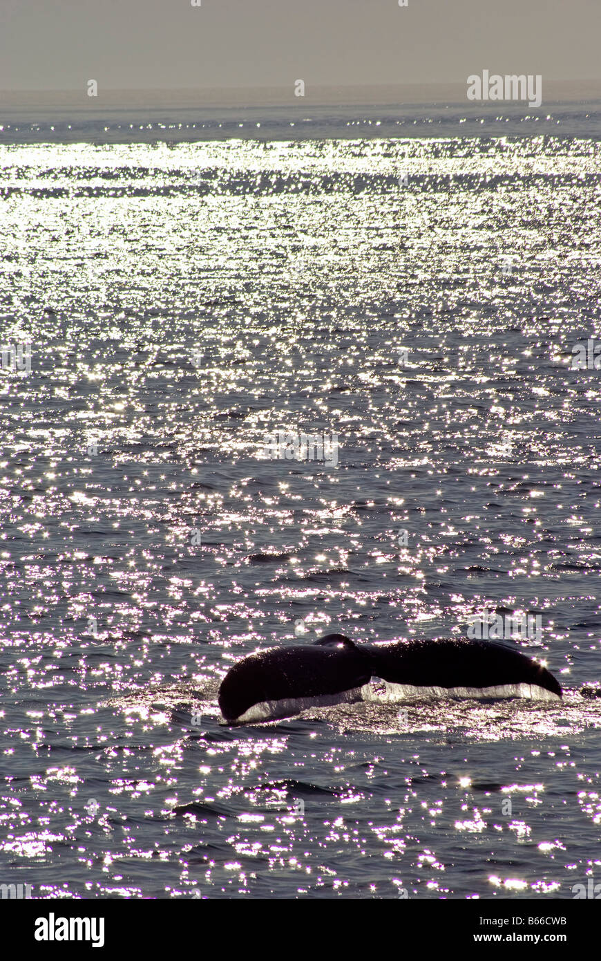 Humpback Whale Tail, Icy Strait Point, Alaska Stockfoto